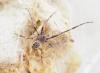 Larinioides sclopetarius